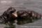 pygmy-hippopotamus-young-adults-in-water