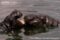 pygmy-hippopotamus-young-adults-in-water