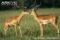 two-male-impala-greeting