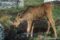 two-month-old-eurasian-elk