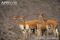 vicuna-females-with-young-in-family-herd