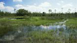 Flooded grasslands and savannas