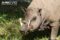 hairy-babirusa-facial-profile
