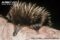 close-up-of-a-young-short-beaked-echidna