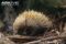 kangaroo-island-echidna