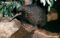 long-beaked-echidna-zaglossus-bruijnii-captive