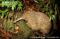 long-beaked-echidna-zaglossus-bruijnii-foraging-on-forest-floor
