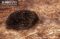 side-view-of-a-tasmanian-echidna