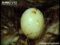 short-beaked-echidna-egg
