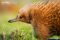 tasmanian-echidna-close-up