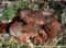 five-week-old-red-squirrel-babies-in-drey