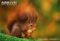 red-squirrel