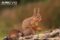 red-squirrel-sitting-on-tree-trunk