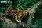 clouded-leopard