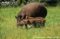 adult-lowland-tapir-with-calf