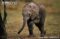 african-elephant-calf-walking