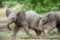 african-elephant-calves-playing