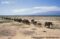 african-elephant-herd-walking-in-line