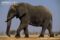african-elephant-walking