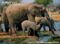 african-elephants-at-waterhole