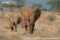 female-and-young-african-elephant-walking
