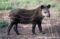 juvenile-lowland-tapir