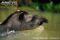 lowland-tapir-swimming