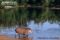 lowland-tapir-wading-into-river