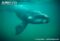 southern-right-whale-