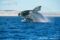 southern-right-whale-breaching