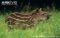 young-lowland-tapir