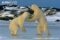 adult-male-polar-bears-testing-each-others-strength