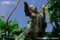 adult-pale-throated-three-toed-sloth-in-tree