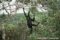 black-spider-monkey-calling-and-hanging-from-branch-by-prehensile-tail