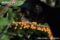 black-spider-monkey-feeding-on-llana-flowers