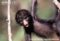 black-spider-monkey-infant