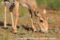 female-saiga-antelope-feeding