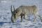 male-saiga-antelope-in-winter-coat