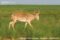 male-saiga-antelope-walking