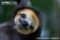 pale-throated-three-toed-sloth