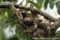 pale-throated-three-toed-sloth-hanging-from-branch-with-young