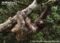 pale-throated-three-toed-sloth-suspended-from-tree