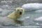 polar-bear-in-water