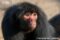 portrait-of-male-black-spider-monkey-looking-anxious