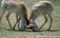 saiga-antelope-males-rutting
