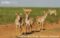 three-saiga-antelope-females