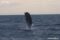 northern-bottlenose-whale-calf-breaching