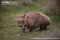 southern-hairy-nosed-wombat