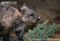 southern-hairy-nosed-wombat-profile