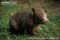young-southern-hairy-nosed-wombat